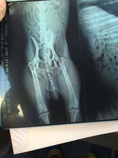 Xray