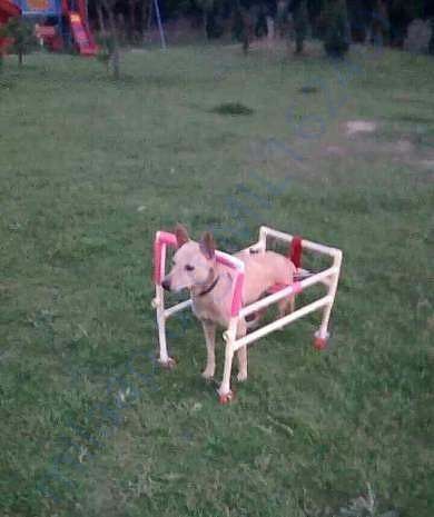 Cart
