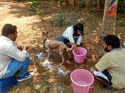 Help Us to Build a Permanent Shelter for the needy animals