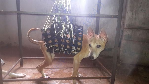 Rehabilitation of injured animals