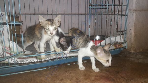 Orphan kittens under care