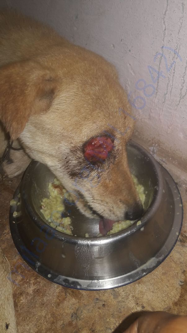 Rehabilitation of a stray dog suffering from cancer