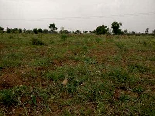 High Density Mango Plantation in Mahbubnagar, Telangana