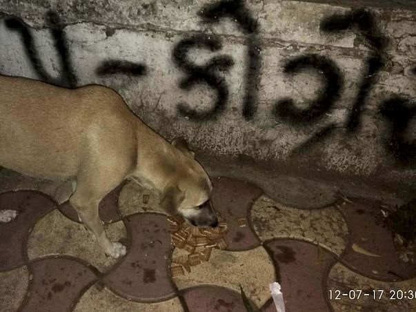 Join Us In Caring For Over 50 Strays In Ahmedabad