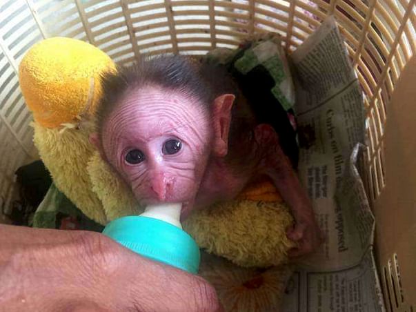 Without A Fence, Every Animal At Bannerghatta Rehab Center Is At Risk