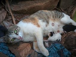 Kittens Lives Matter