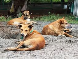 Help Feed Our 50+ Sanctuary Animals For A Year!