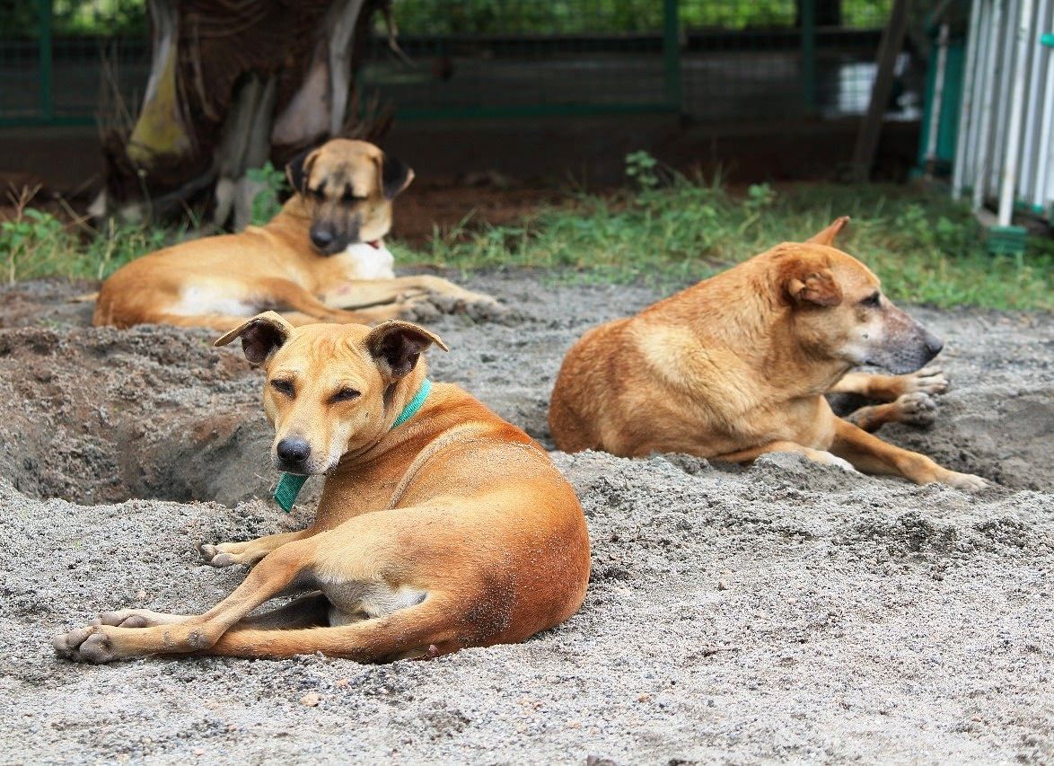 Help Feed Our 50 Sanctuary Animals For A Year Milaap
