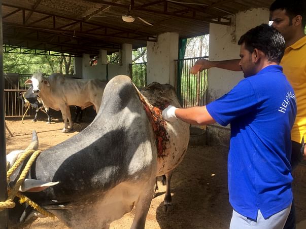 Support Me In Building New Cowsheds For The Rescued Cow,Bull,calf..etc