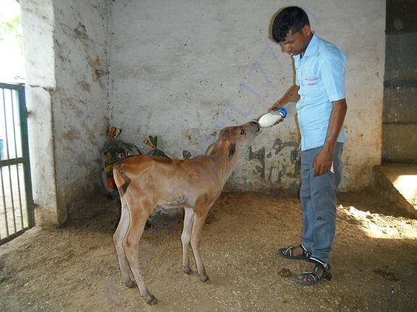 Staff feeding abandoned male calf at Shelter