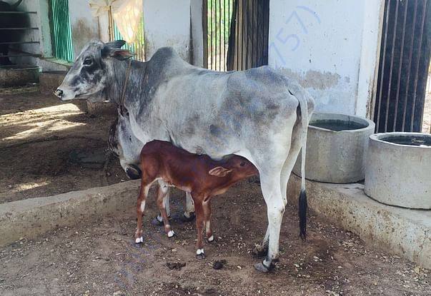 Rescued Cow by HIS gave birth to healthy calf