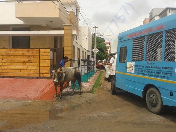 HIS rescue team doing rescue of an injured bull