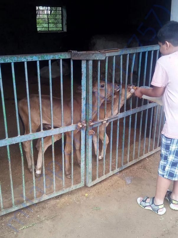 Young Volunteer feeding abandoned male calves at HIS