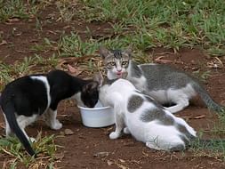 Help build Animal shelter and volunteer community for Animals in need