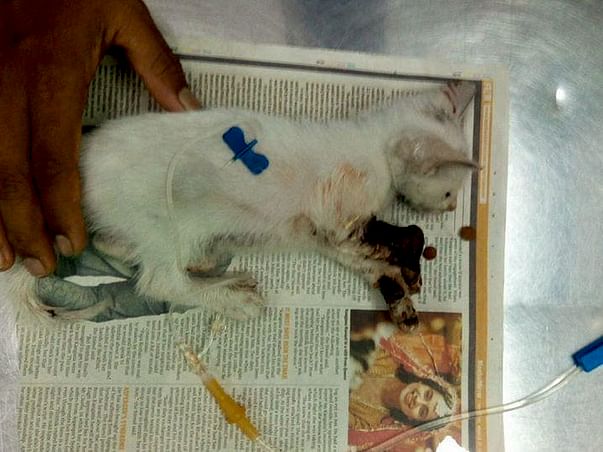 Help save Chhotu!