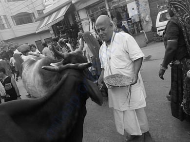 The street cows being fed by me in Vidyapith Chowrahain Vrindavan
