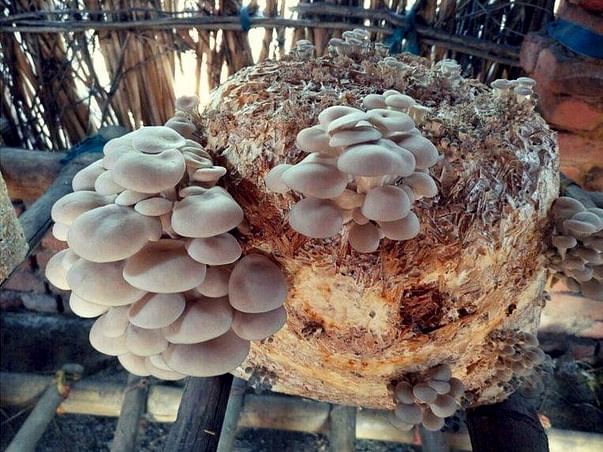 Helping Hand For A Mushroom Farm