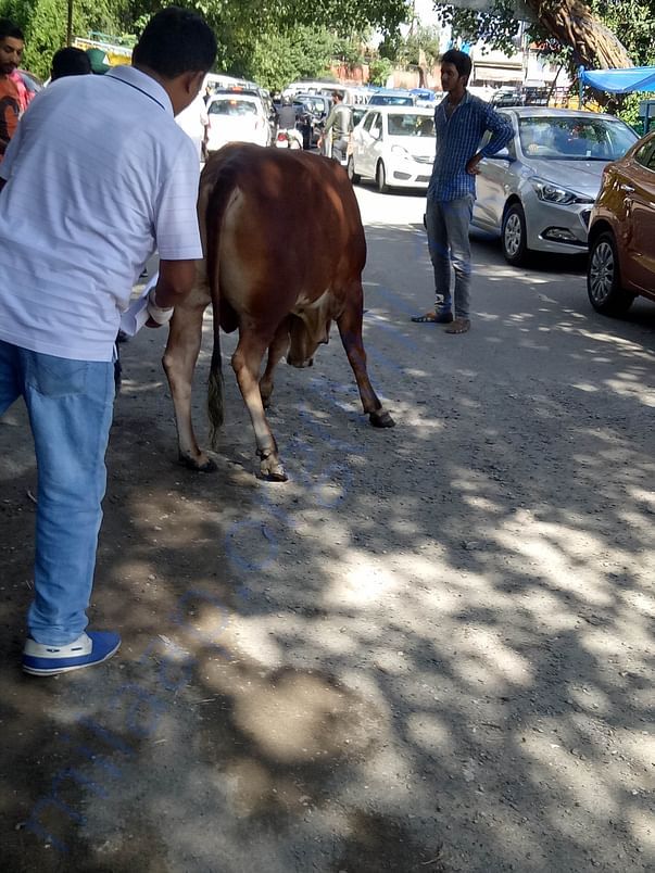 Accidental bull