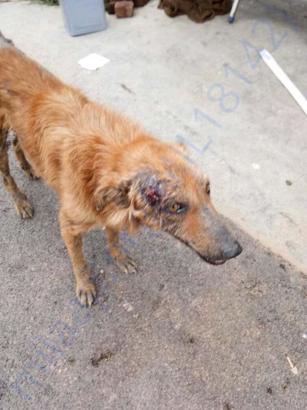 Infected dog