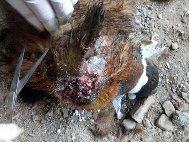 Maggots wound