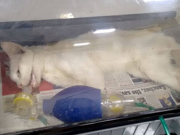 Help Support The Medical Treatment Of 5 Cats
