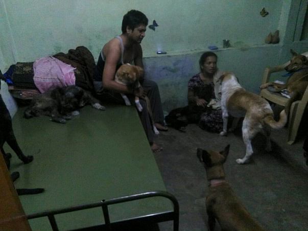 40 Paws need a shelter