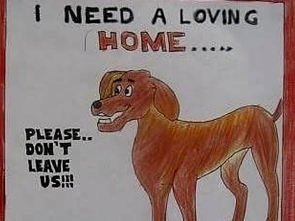 Help Street Dogs Get Food And Shelter