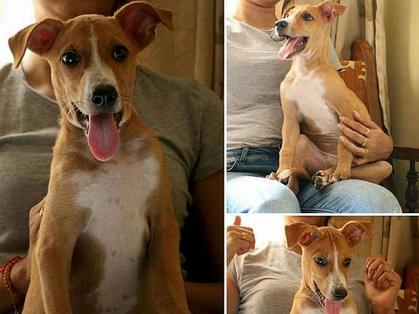 Help Chanda To Get To His Forever Home.