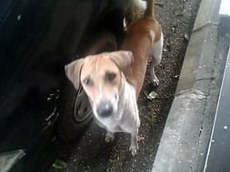 Help Me Feed 50 stray Dogs In Vasai, Mumbai