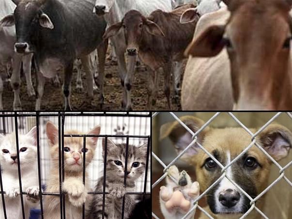 Help an Animal Shelter