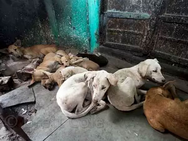 DOG STERILISATION CAMP
