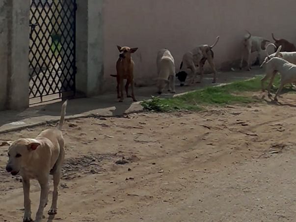 Feed Mongrels Near My Home