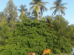 Goat Farming And Moringa Farming