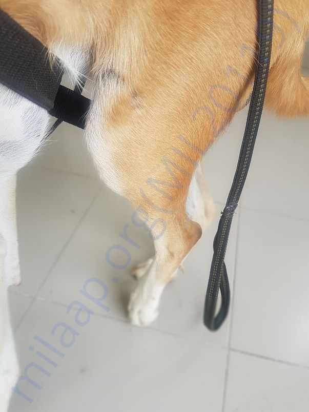 Rocky's injured leg