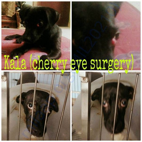 Kala before and after Eye Surgery