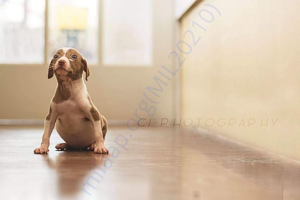 Brown Kutti Baby who has been boarded at heart2heart