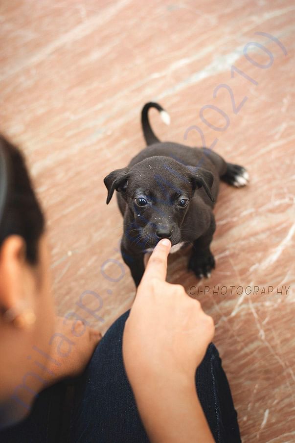Brown Kutti Baby who has been boarded at heart2heart