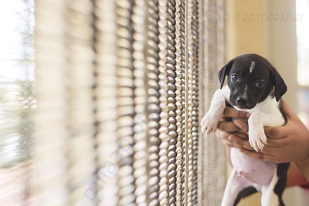 Brown Kutti Baby who has been boarded at heart2heart