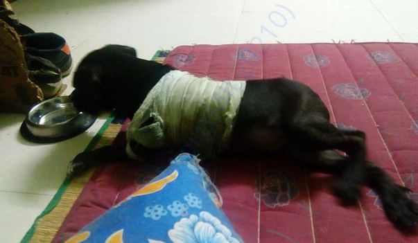 Kala in my home now