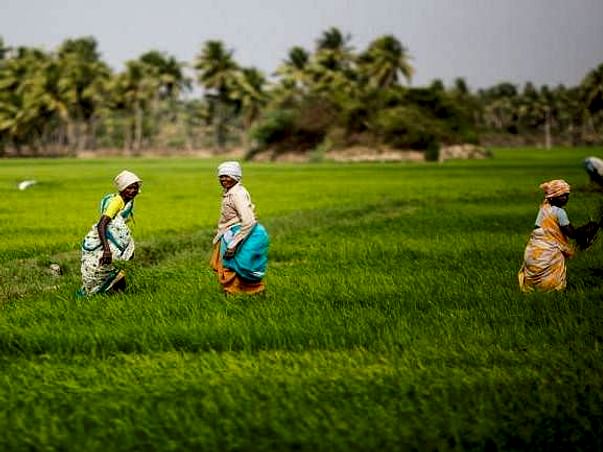 Collective farming