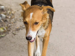 Send Bindi Safely To Chicago!