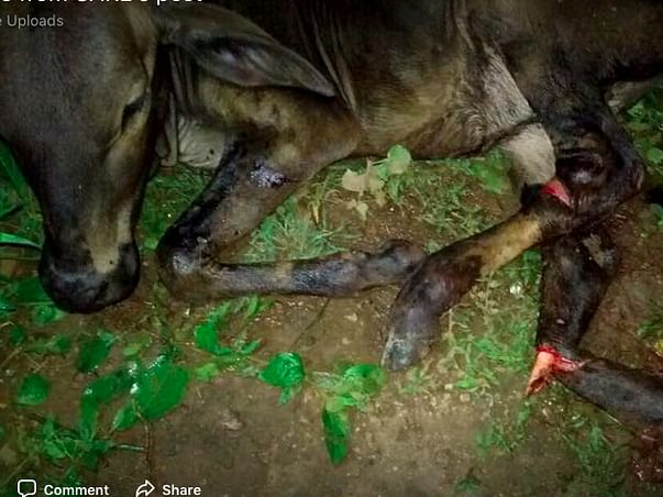 Help Calf Accidental Case - CARE, Bellary