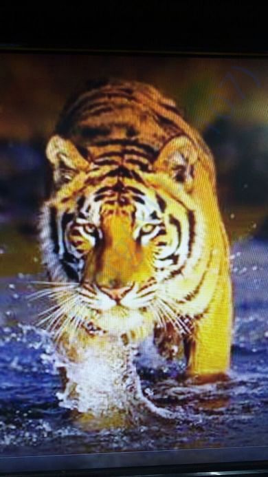 Help FFAR, India save the Tiger
