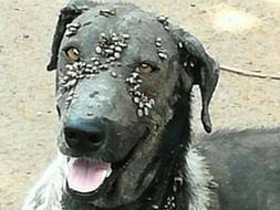 Help rescue dog Spy recover from severe skin infection