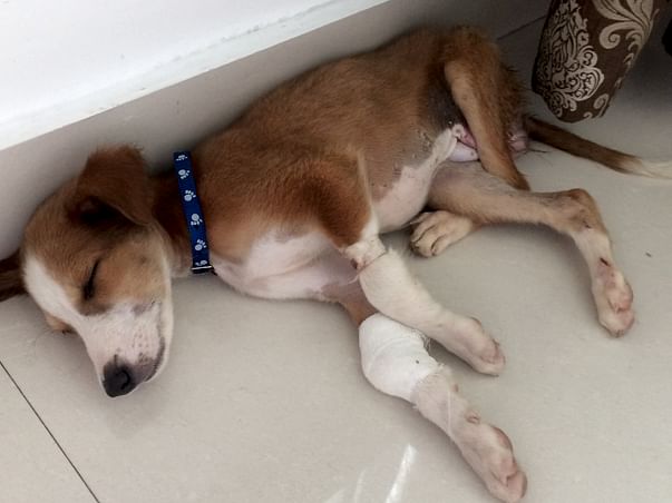 Puppy Glitter Needs Your Help