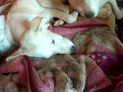 Help me feed Rescued Stray Puppies