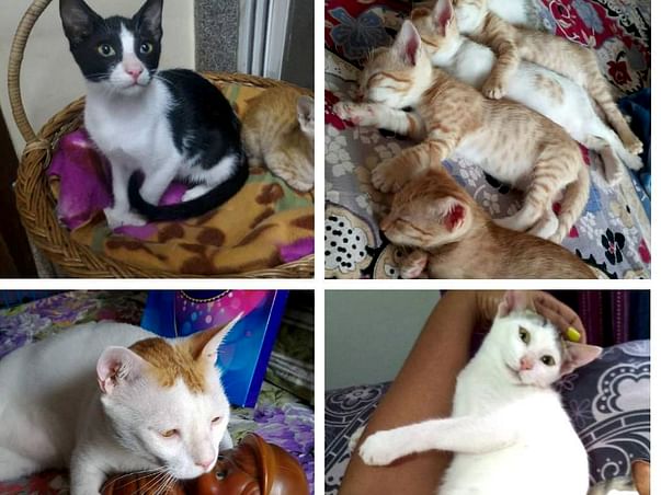 Help us care for stray Indicats and homeless kittens