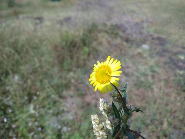 The sun on a flower