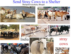 गौ सेवा के लिए चल रहे रोटी रथ के खर्चे की पूर्ति के लिए हमारी मदद करे