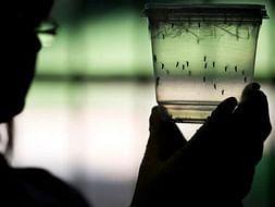 Initiatives against Dengu fever